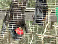 bats eat apples.JPG (129916 bytes)