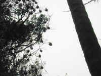 bats in trees.JPG (63902 bytes)