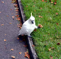 cockatoo in park.JPG (149840 bytes)