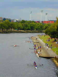 everyone sculls.JPG (85360 bytes)