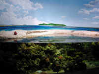 good fake reef.JPG (89741 bytes)