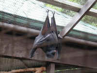 hanging flying fox.JPG (102767 bytes)