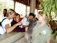 petting koala.JPG (119295 bytes)