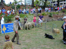 sheep herding.JPG (149115 bytes)